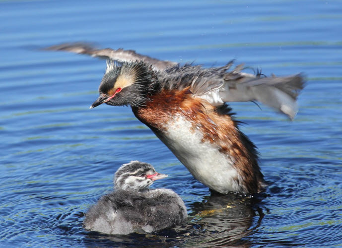 16-bird.jpg