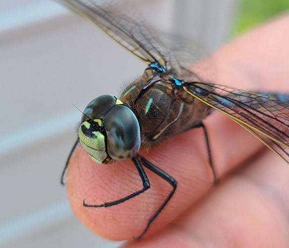19-dragon_fly.jpg
