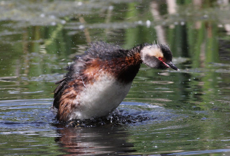 24-bird.jpg